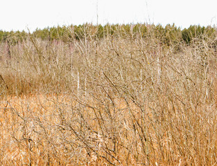 Fototapeta premium заросли камышей и кустов вербы