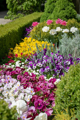 Beautiful ornamental flowerbed with blooming spring flowers - pansies and tulips