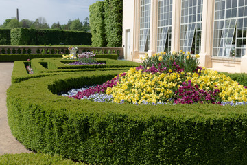 Obraz premium Beautiful ornamental flowerbed with spring flowers. Colorful pansies and tulips with hedges border