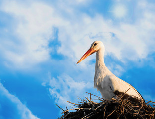 stork in the nest with beautiful sky in the background