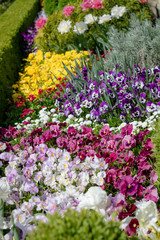 Fototapeta premium Beautiful ornamental flowerbed with blooming spring flowers - pansies and tulips
