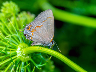 red-banded hairstreak ,Calycopis cecrops
