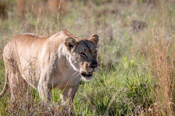 Lion walking in the grass in Welgevonden.