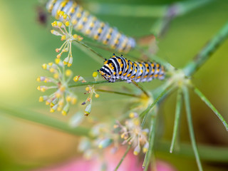 monarch butterfly, Danaus plexippus
