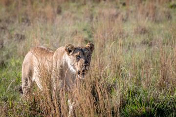 Lion walking in the grass in Welgevonden.