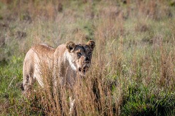 Lion walking in the grass in Welgevonden.