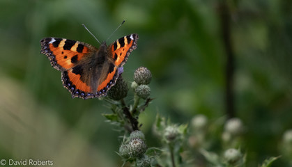 butterfly on a flower