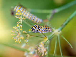 monarch butterfly, Danaus plexippus