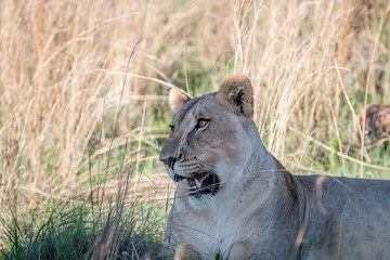 Side profile of a Lioness in the Welgevonden game reserve, South Africa.