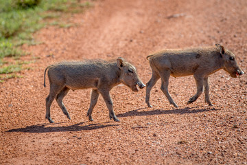 Family of Warthogs with babies.