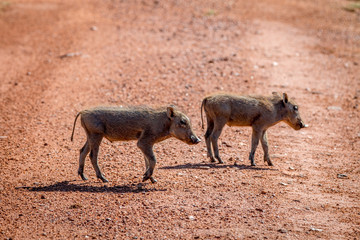 Family of Warthogs with babies.