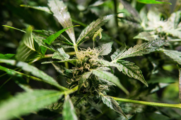 fresh flowering cannabis buds. Female plant of marijuana