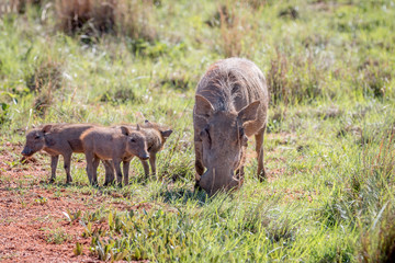 Family of Warthogs with babies.