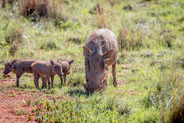 Family of Warthogs with babies.
