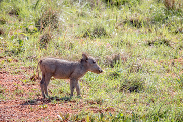 Warthog piglet standing in the grass.