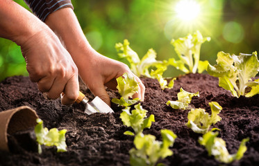Farmer planting young seedlings of lettuce salad - obrazy, fototapety, plakaty