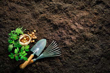 Gardening tools and seedlings on soil