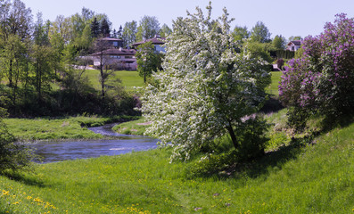 a scenic place by the river in spring with flowering lilac trees, one white, the other in purple; meadow with blooming dandelions