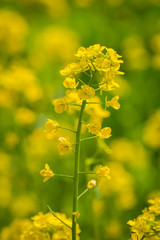 Rape flowers close-up in spring in LongQuanYi mountains, Chengdu, China