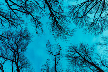 Leafless trees on blue sky background. Abstract trees, view from below