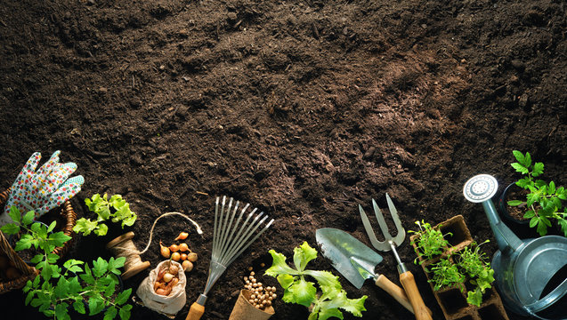Gardening tools and seedlings on soil