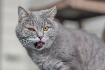 Gray furry mongrel adult cat opened his mouth and licked.