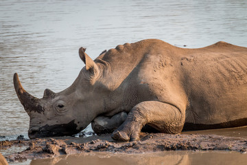 Fototapeta premium White rhino laying in the mud.