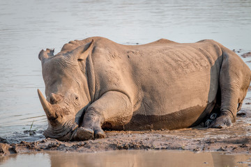 White rhino laying in the mud.