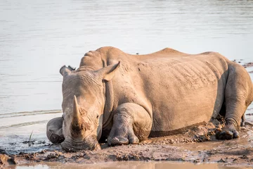 Gardinen Nashorn White rhino laying in the mud.  © simoneemanphoto