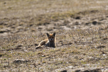 red fox wildlife hunting on the meadow for feed
