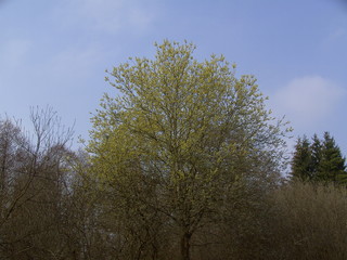 Frühlingswald. Knospe brechen