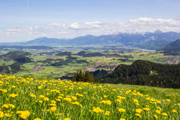 Fototapeta premium Frühling in der Alpenvorlandschaft