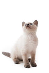 Thai kitten with blue eyes sits and looks up, white background.