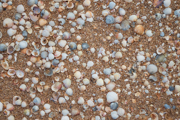 Texture with sea shells and sand. Beach theme. Natural background, top view.