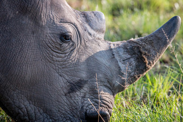Close up of a White rhino head.
