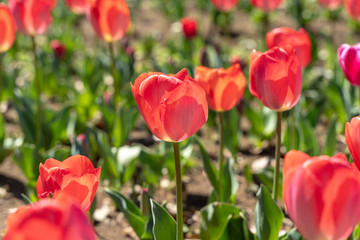 赤いチューリップ