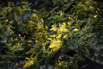 Obraz na płótnie Canvas 早春の木漏れ日の当たるミモザの黄色い花が美しい景色を魅せる