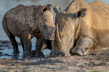 Obraz premium Mother White rhino with a baby calf.