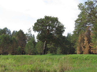 Obraz premium nature