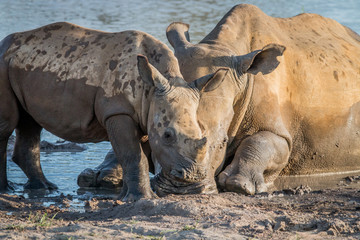 Obraz premium Mother White rhino with a baby calf.