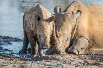 Obraz premium Mother White rhino with a baby calf.