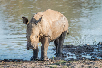 Baby White rhino calf playing in the water. © simoneemanphoto