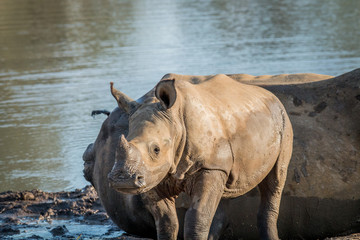 Obraz premium Baby White rhino calf starring at the camera.
