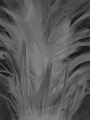 The feathers textures and abstract