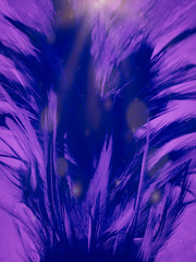 Obraz premium The feathers textures and abstract