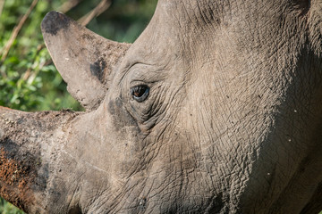 Close up of a White rhino head.
