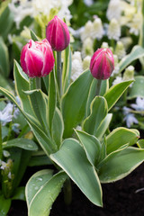 Flowers red tulips flowering on background of flowers yellow tulips in tulips field