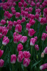 Flowers red tulips flowering on background of flowers yellow tulips in tulips field