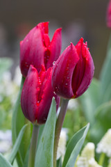 Fototapeta premium Flowers red tulips flowering on background of flowers yellow tulips in tulips field