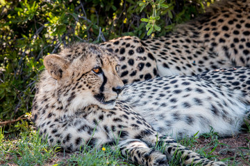Cheetah laying down and starring.